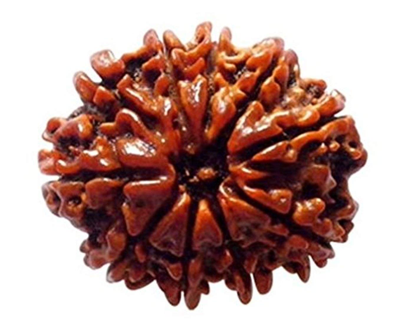 Read more about the article 10 मुखी रुद्राक्ष पहनने के फायदे | 10 Mukhi Rudraksha Benefits in Hindi