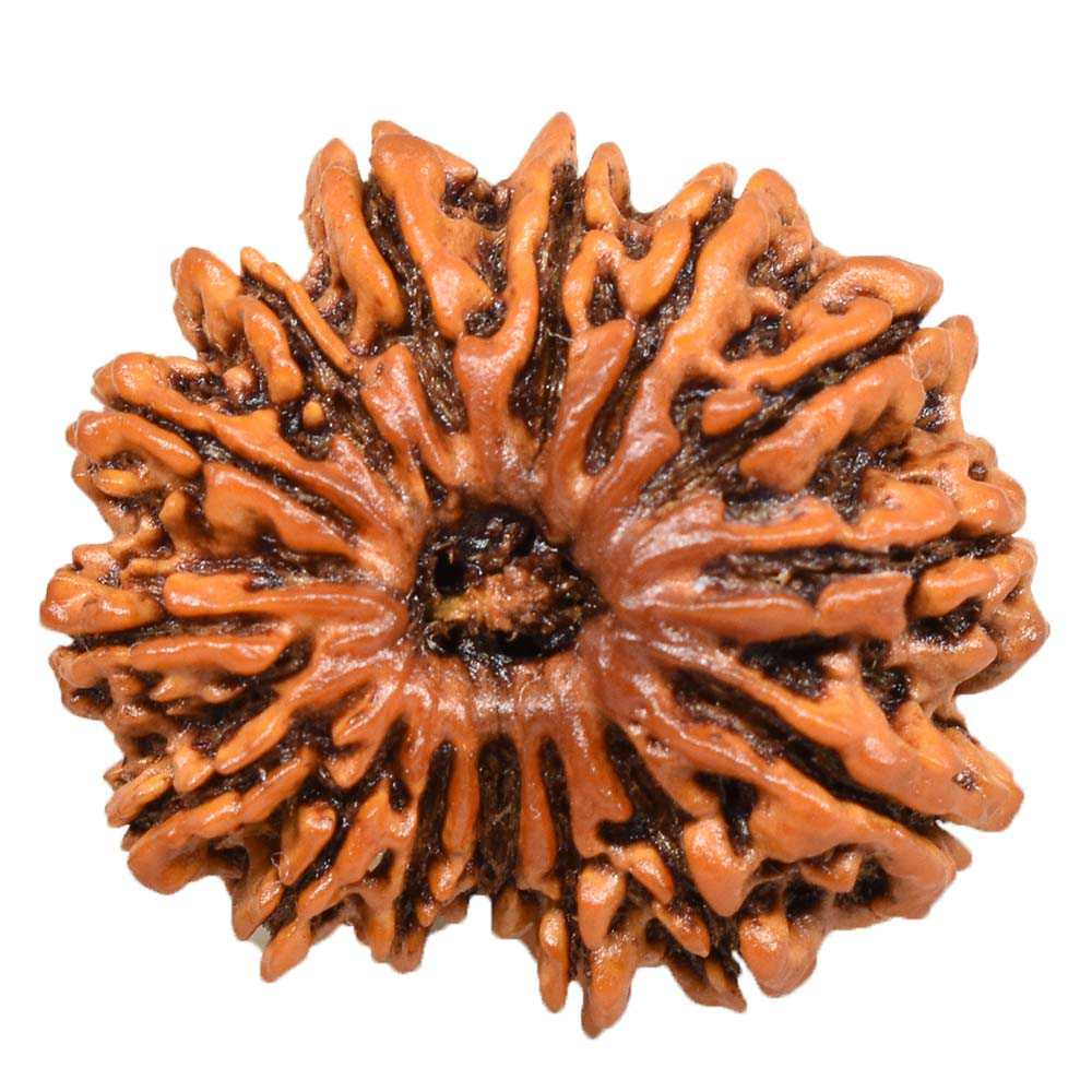 Read more about the article 15 मुखी रुद्राक्ष पहनने के फायदे | 15 Mukhi Rudraksha Benefits in Hindi