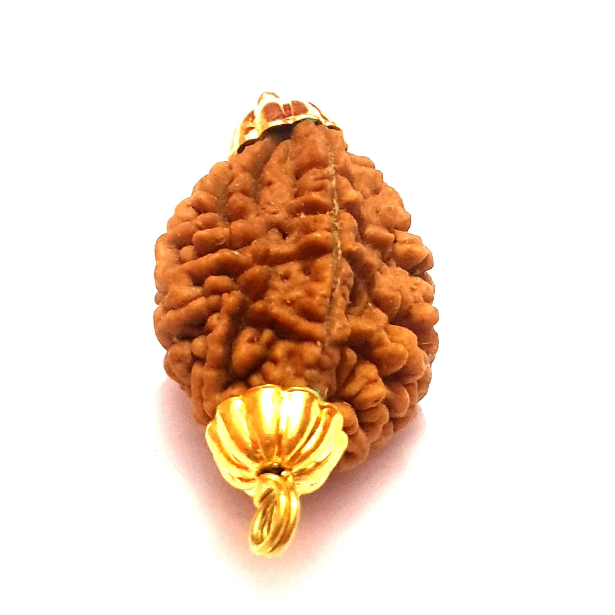 Read more about the article 2 मुखी रुद्राक्ष पहनने के फायदे | 2 Mukhi Rudraksha Benefits in Hindi