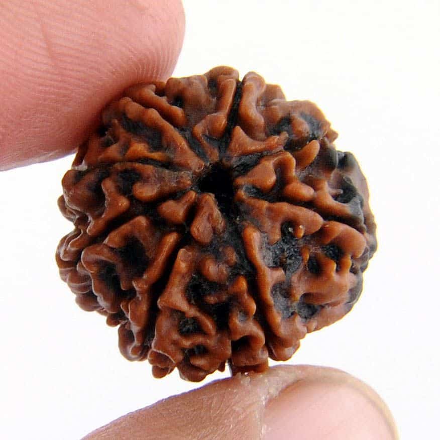 Read more about the article 3 मुखी रुद्राक्ष पहनने के फायदे | 3 Mukhi Rudraksha Benefits in Hindi