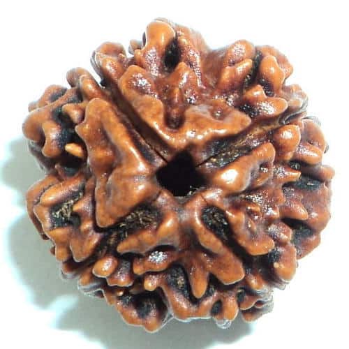 Read more about the article 4 मुखी रुद्राक्ष पहनने के फायदे | 4 Mukhi Rudraksha Benefits in Hindi