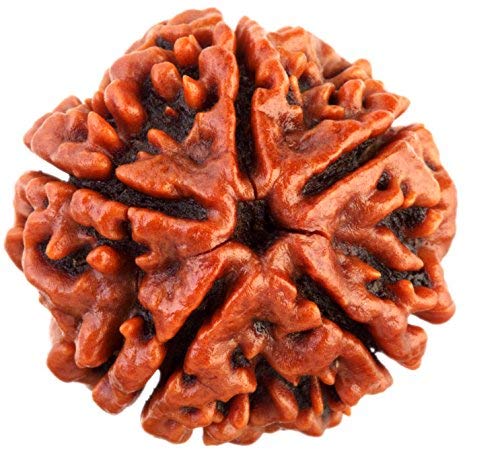 Read more about the article 5 मुखी रुद्राक्ष पहनने के फायदे | 5 Mukhi Rudraksha Benefits in Hindi