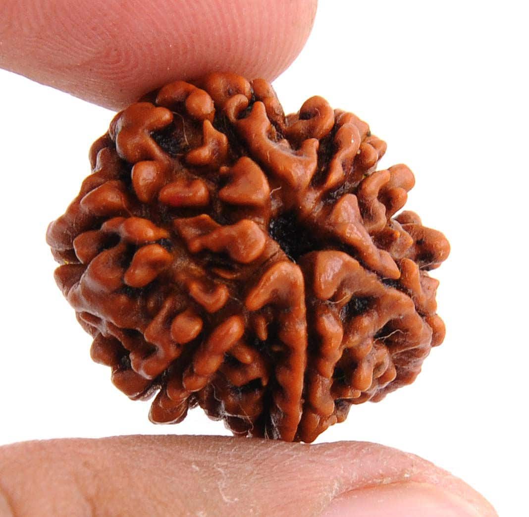 Read more about the article 7 मुखी रुद्राक्ष पहनने के फायदे | 7 Mukhi Rudraksha Benefits in Hindi