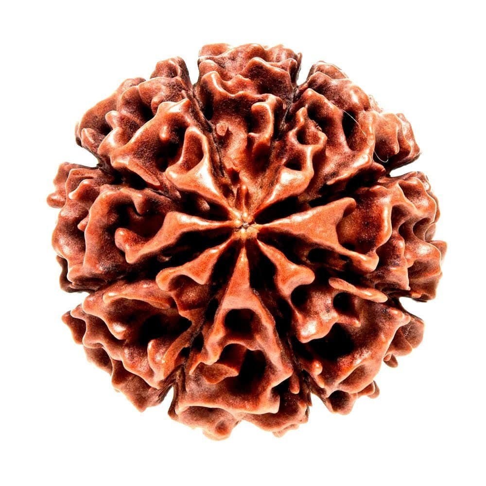 Read more about the article 8 मुखी रुद्राक्ष पहनने के फायदे | 8 Mukhi Rudraksha Benefits in Hindi
