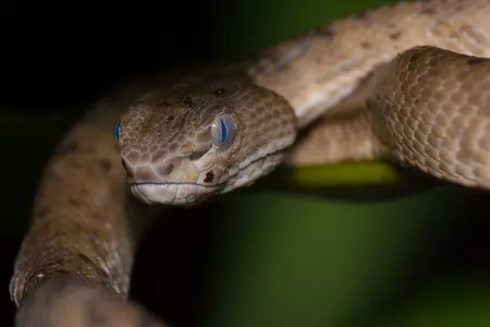 Andaman Pit Viper