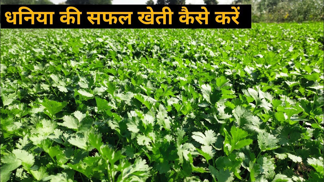 Coriander Farming in Hindi