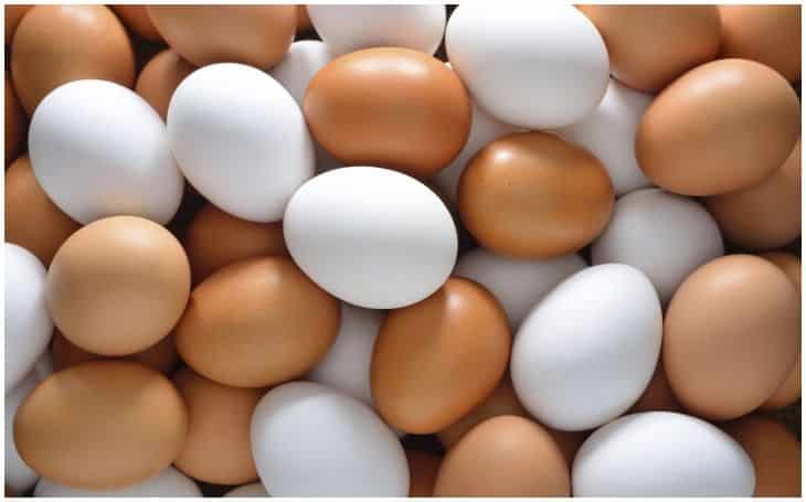 Egg Wholesale Business Plan in Hindi