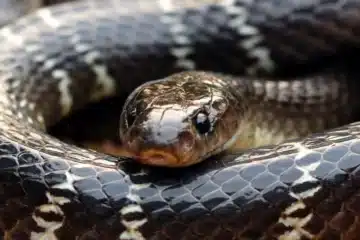 Indian Krait Snake in Hindi
