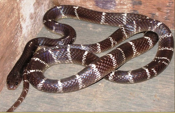 Indian Krait Snake kaisa hota hai