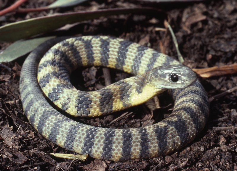 Indian Tiger Snake
