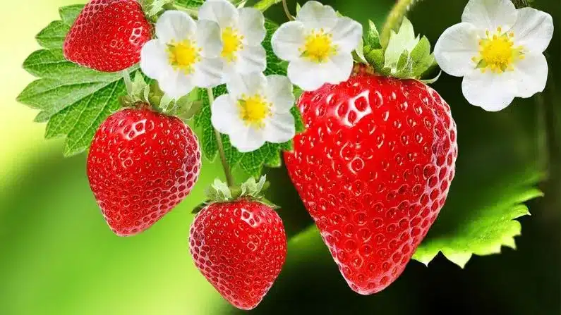 Strawberry farming in hindi