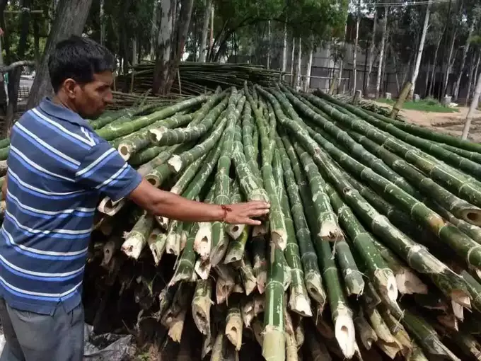 bamboo farming in hindi