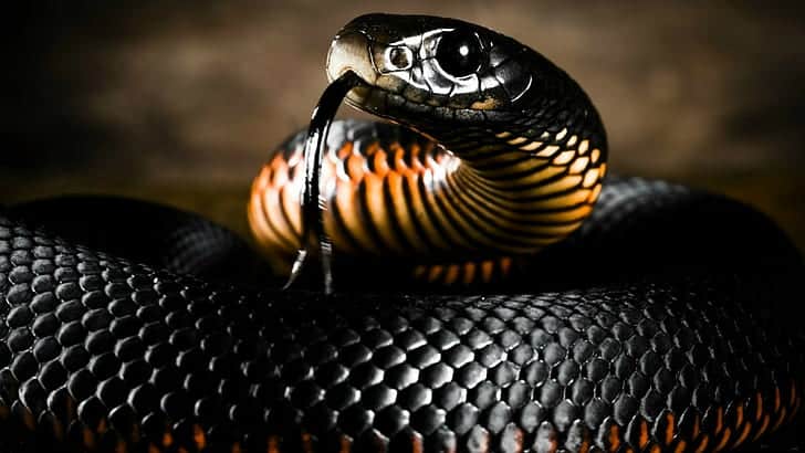 black mamba snake in hindi