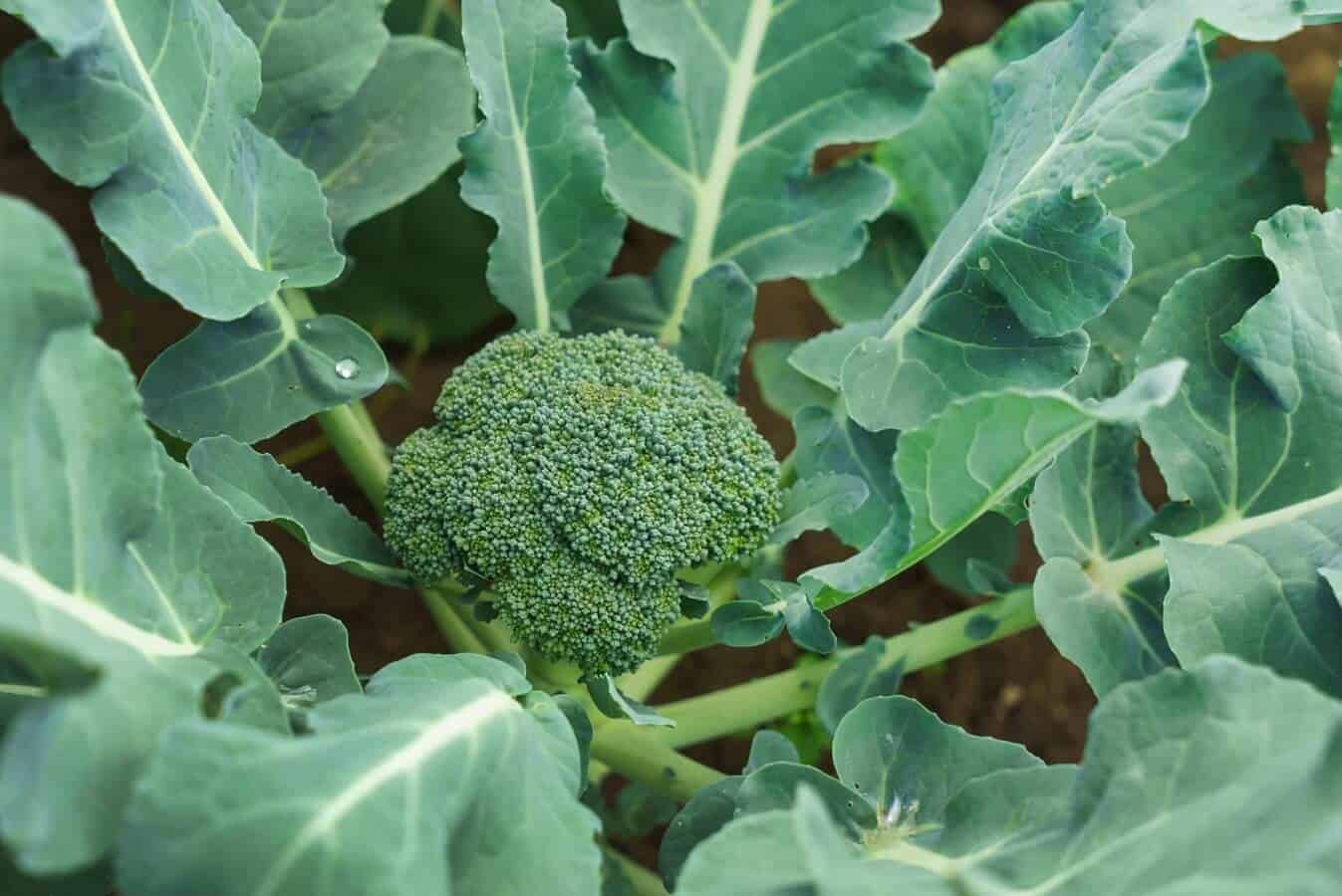 broccoli farming in hindi