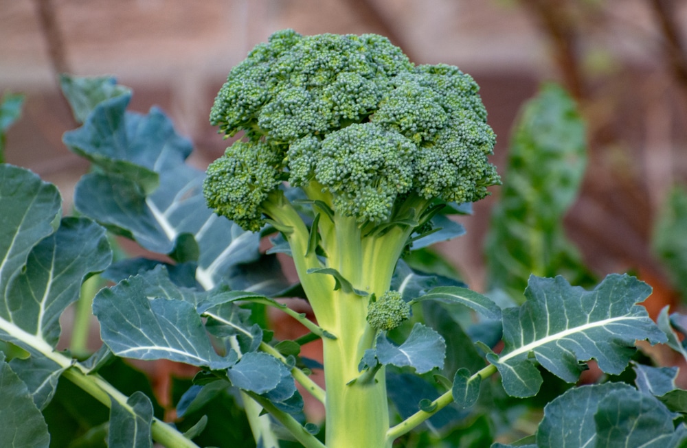broccoli ki kheti karne ka sahi tarika