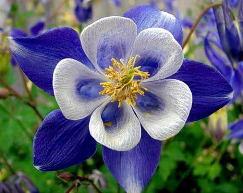 colorado blue columbine flower