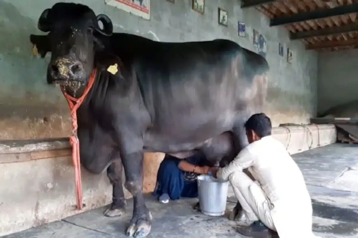cow buffalo ka milk kaise badhaye tips