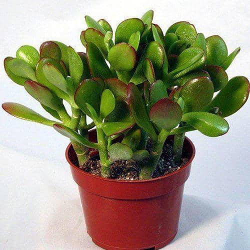 Read more about the article क्रासुला पौधा के फायदे और नुकसान | Crassula Plant Benefits in Hindi