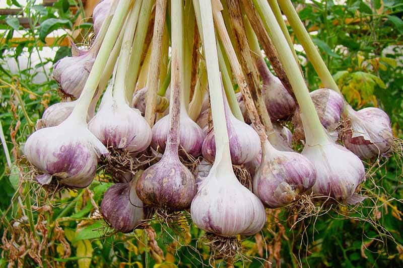 garlic farming in hindi