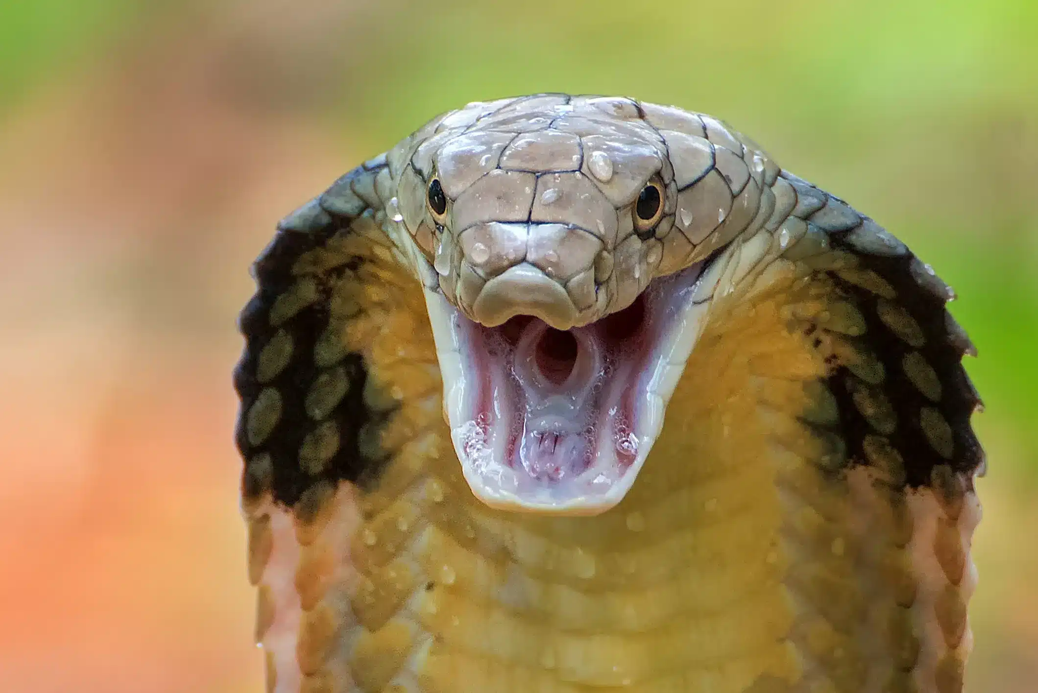 king cobra snake in hindi