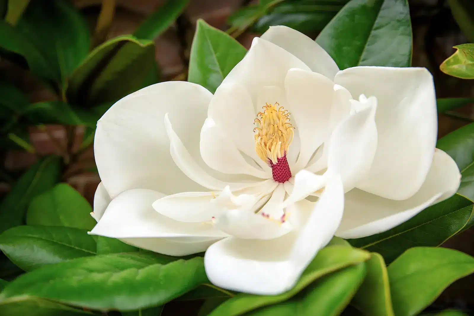magnolias flowers