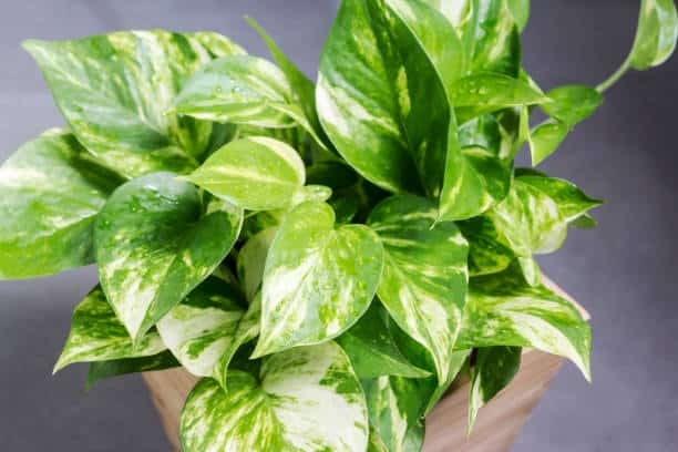 Read more about the article मनी प्लांट के फायदे और नुकसान | Money Plant Benefits in Hindi