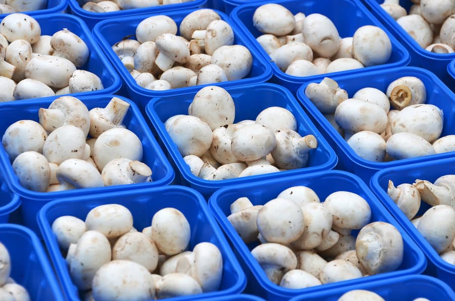 mushroom farming in hindi