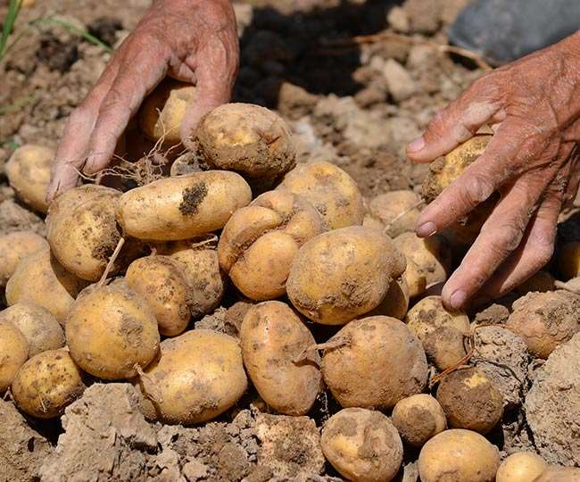 potato farming in hindi