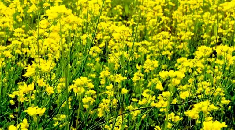 सरसों की खेती कैसे करें (पूरी जानकारी) | Mustard Farming in Hindi