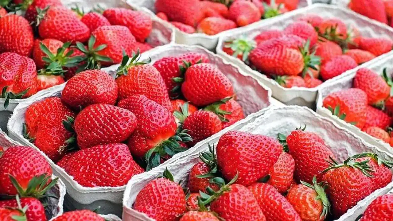 strawberry ki kheti karne ka sahi tarika