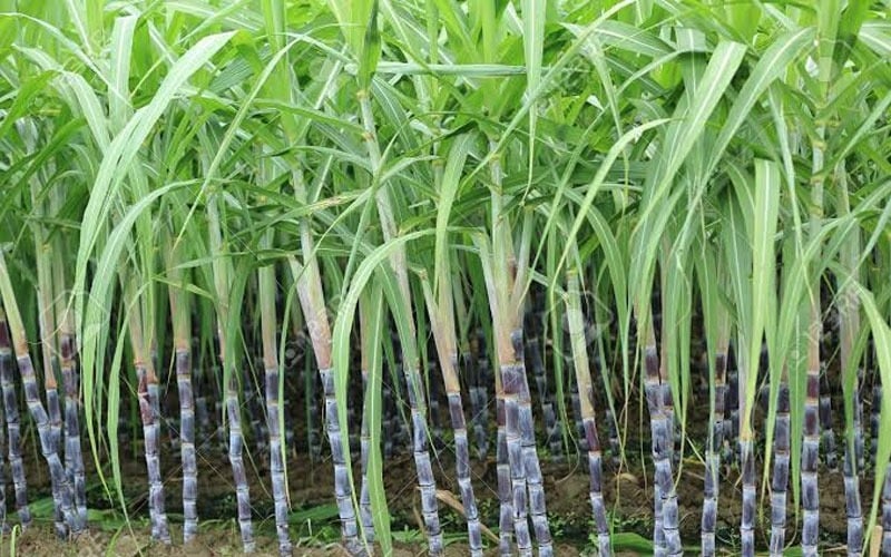 sugarcane farming in hindi
