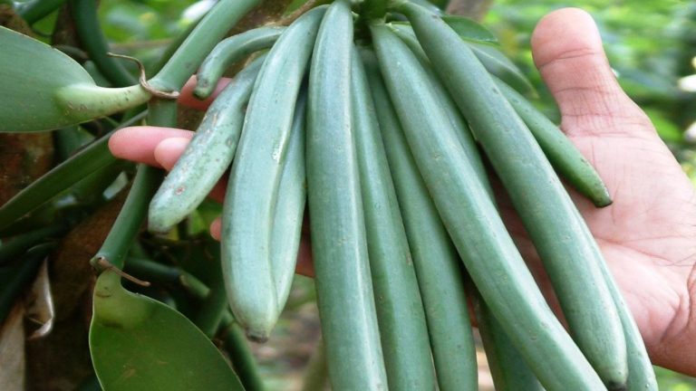 वनीला की खेती कैसे करें (पूरी जानकारी) | Vanilla Farming in Hindi